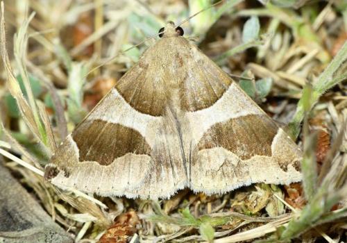 Réf. 230 574 : Dysgonia sp.